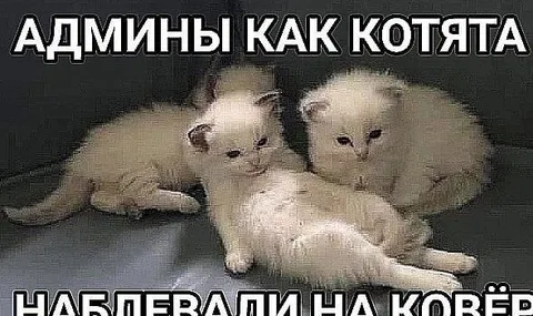 Админы как котята на ковре