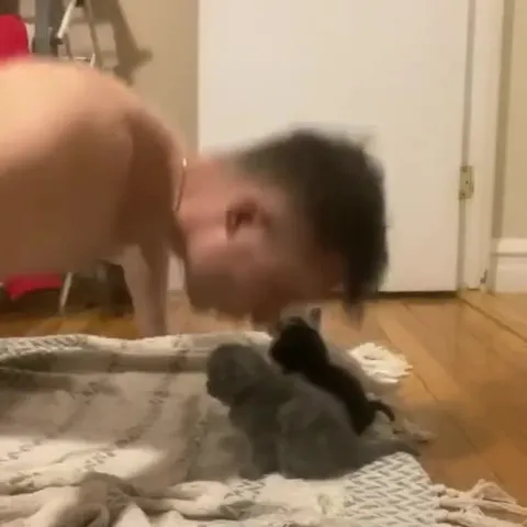 Котята не боятся человека