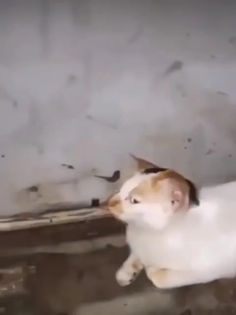 Кот встречает странного соседа