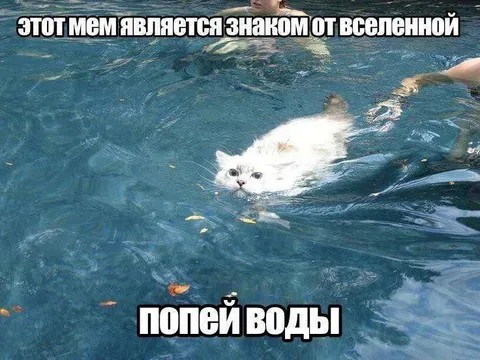 Кот в бассейне пьёт воду