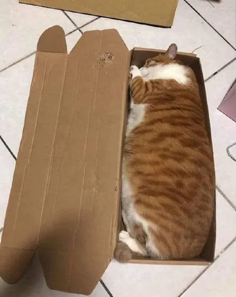 Кот, который помещается в коробку