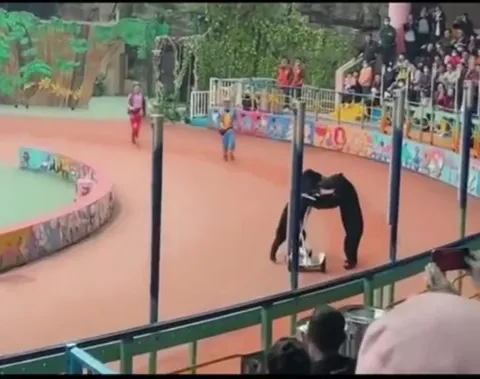 Медведи на арене цирка