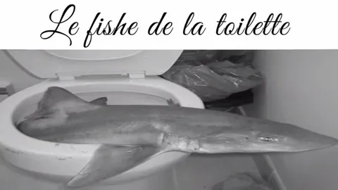 Le fishe de la toilette