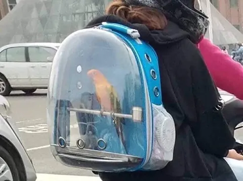 Попугай в рюкзаке на скутере