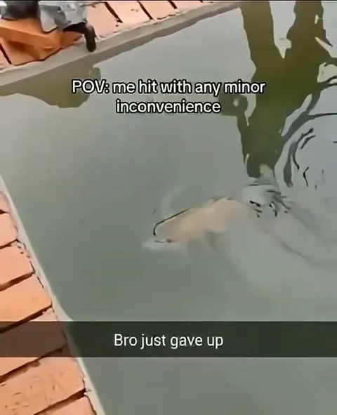 Fish Gives Up Over Minor Inconvenience