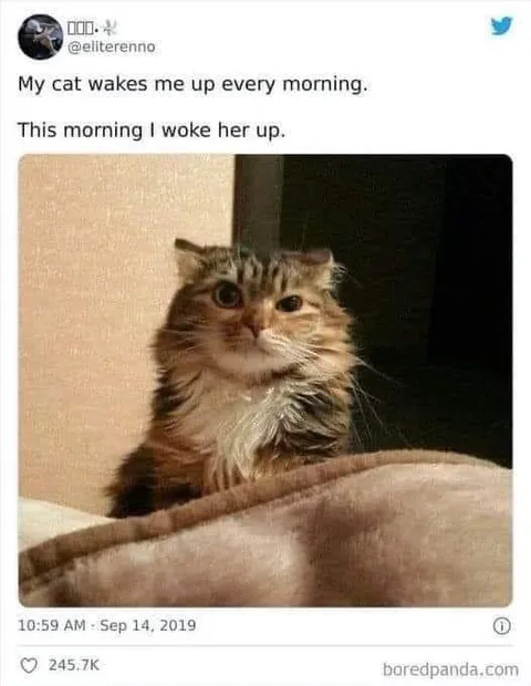 Waking Up the Cat