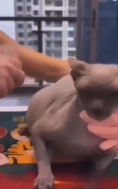Gato esfinge recibe limpieza