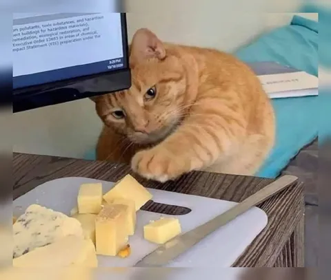Кот за компьютером и сыр