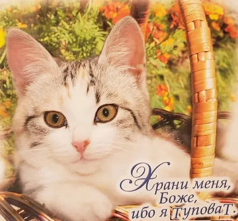 Храни меня, Боже, ибо я туповат