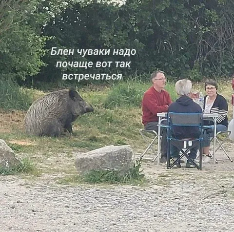 Кабан пришёл на встречу