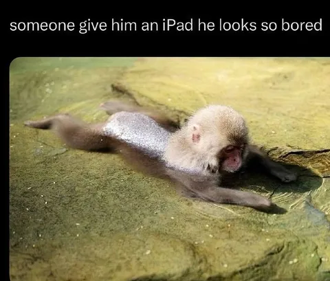 Bored Monkey Needs an iPad