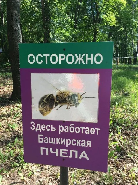 Осторожно, башкирская пчела