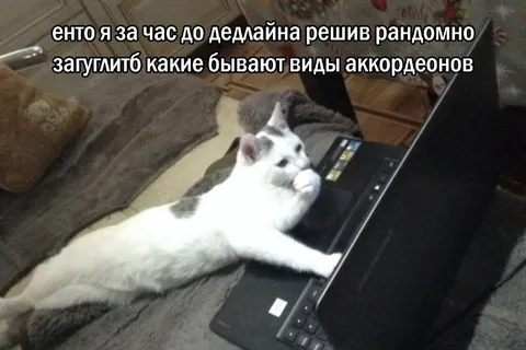 Кот изучает аккордеоны перед дедлайном