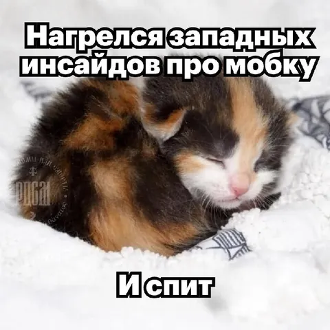 Котёнок после инсайдов про мобку