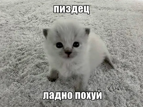 Пушистый котёнок всё равно послал
