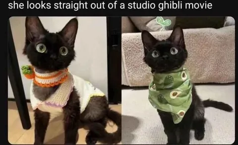 Cats From a Studio Ghibli Movie