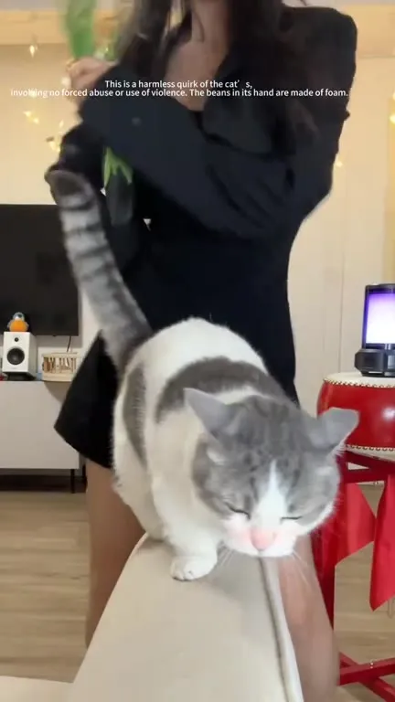 Cat Beans Dance Performance