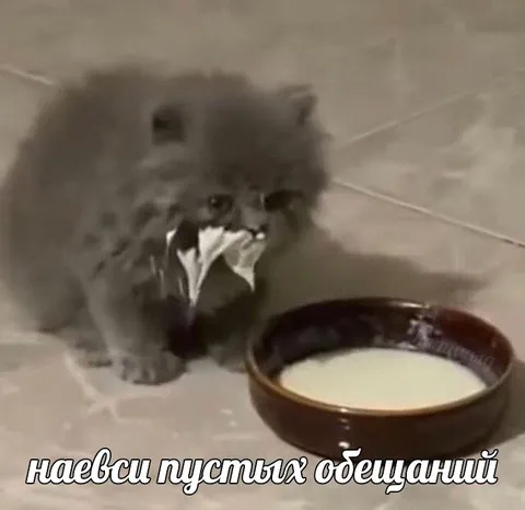 Котёнок наелся пустых обещаний