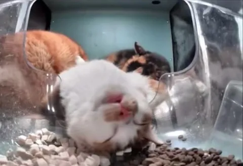 Котики спят в клетке