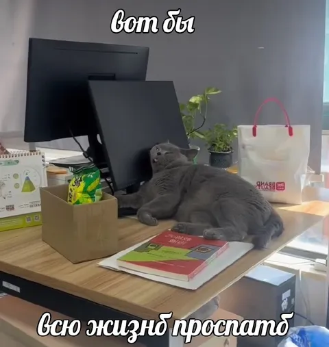 Всю жизнь проспать