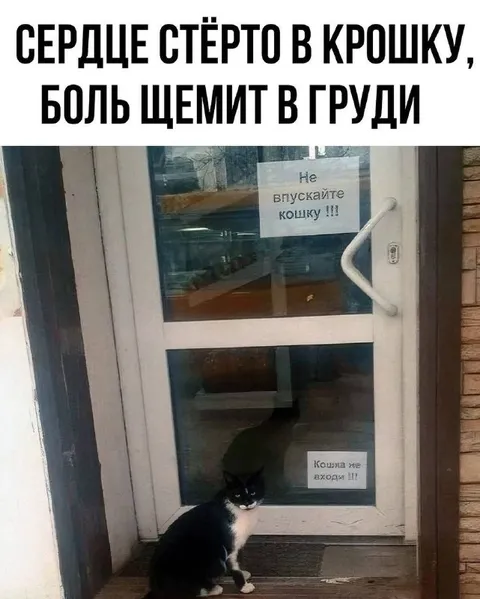Кошку не впускают в дом