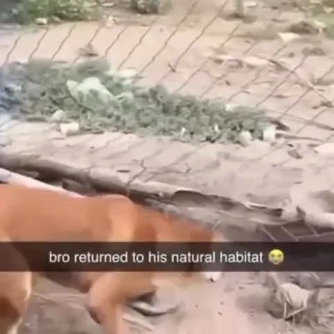 Dog Returns to His Natural Habitat