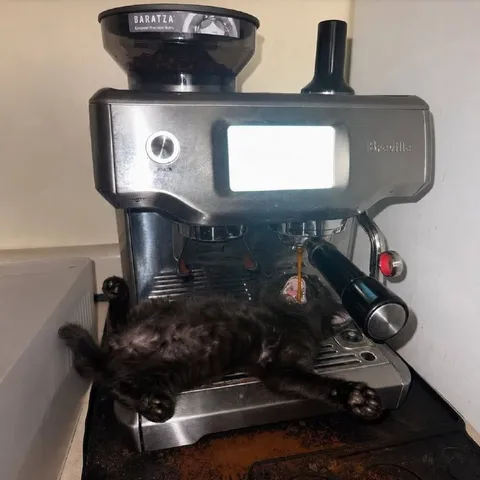 Кот вместо кофе