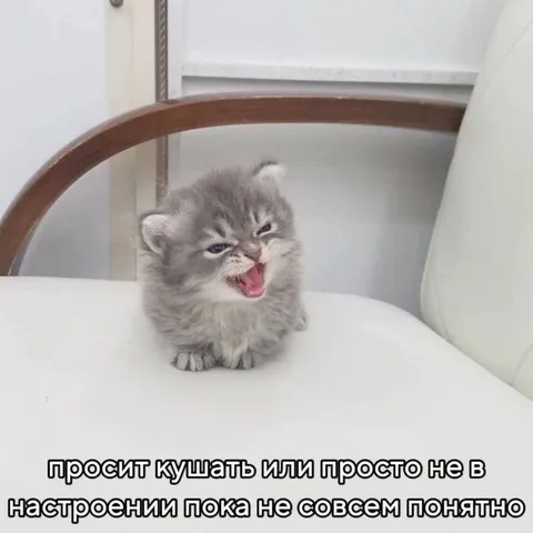 Котёнок просит кушать