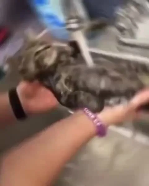 Котята под Duvet