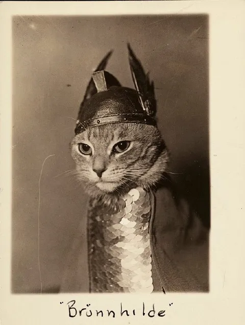 Brönnhilde die Wikingerkatze