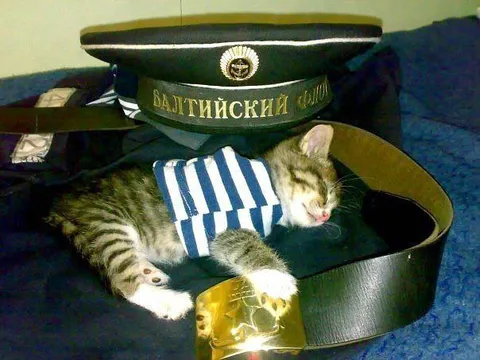 Котик спит в форме моряка