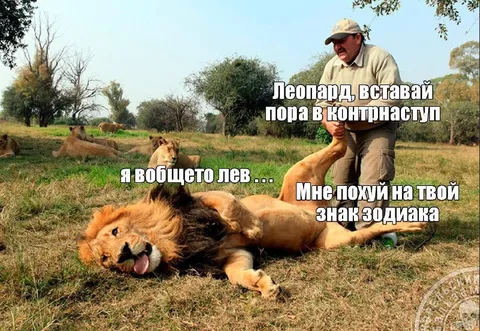 Леопард вставай пора в контратаку