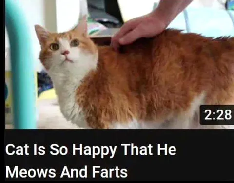 Cat Meows and Farts Happily