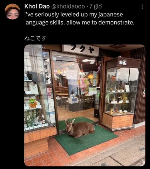 Japanese Level Up Demonstration