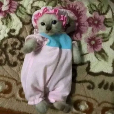 Котёнок в костюме младенца