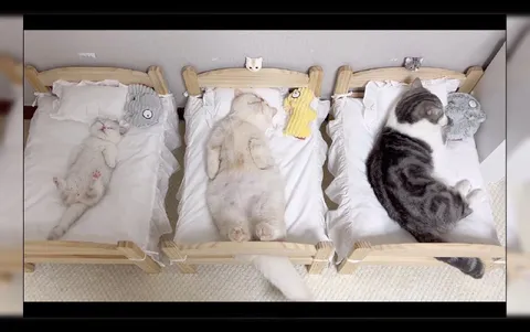 Кошки спят в детских кроватках