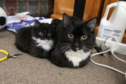 Два серьёзных кота рядом