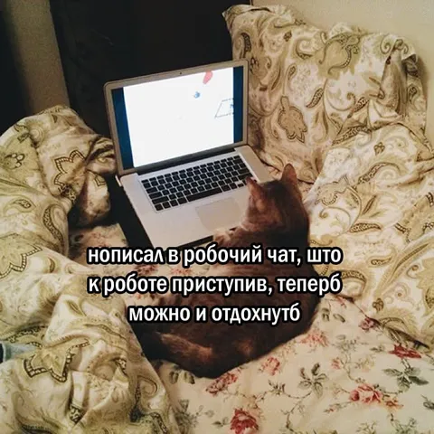 Кот после сообщения о работе