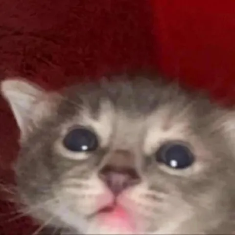 Плачущий котёнок