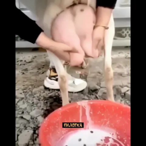 Пилотка и вкусный бабл-ти