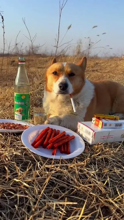 Собака на деревенском перекуре