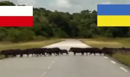 Польша и Украина переходят дорогу