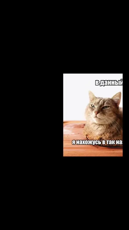 Кот находится в прайме