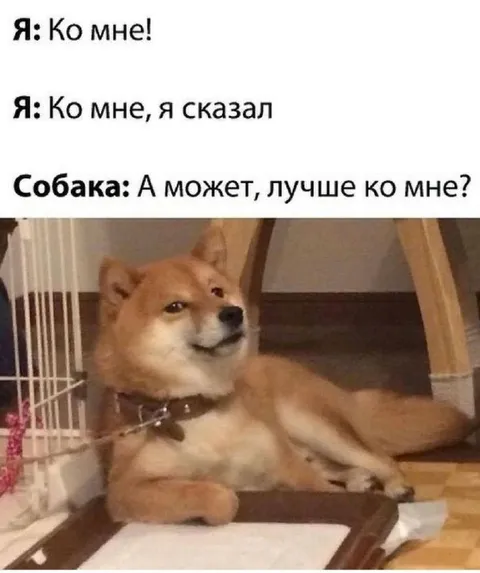 Собака хочет ко мне