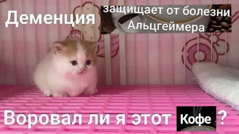 Кот забыл, украл ли кофе