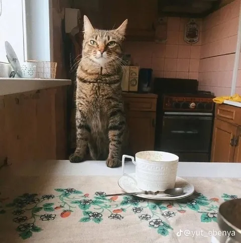 Кот пришёл на чай