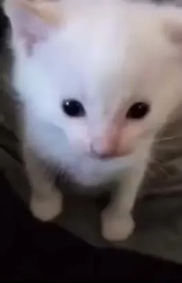 Белый котёнок облизывается