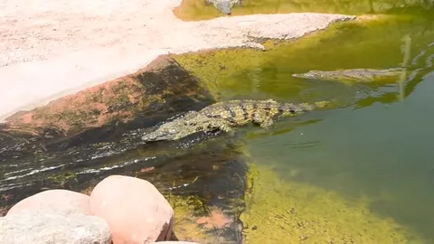 Крокодилы в зелёной воде
