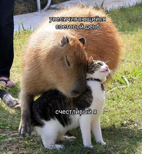 Капибара обнимает счастливого кота