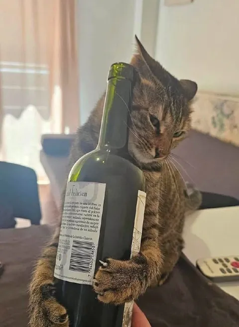 Кот обнимает бутылку вина